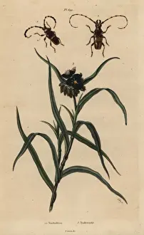 Beetles and spiderwort