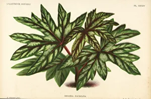 Begonia Gallery: Begonia aconitifolia