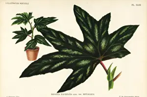 Begonia aconitifolia