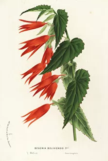 Begonia Gallery: Begonia boliviensis