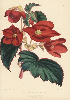 Volume 5 Prints: Begonia cultivar, Emperor