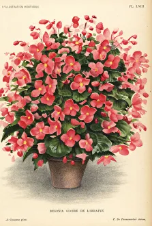 Begonia Gallery: Begonia hybrid, Gloire de Lorraine, raised