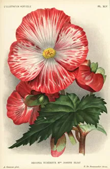 Begonia Gallery: Begonia hybrid, Madame Joseph Eliat