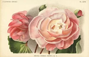 Pieter Collection: Begonia hybrid raised by F. Crousse of Nancy