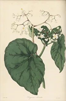 Begonia obliqua