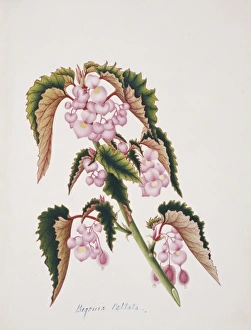Begonia Gallery: Begonia peltata, lily pad begonia