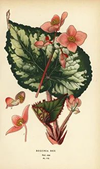 Begonia Gallery: Begonia rex