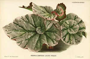 Begonia Gallery: Begonia rex cultivar, Comtesse Louise Erdody
