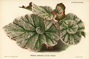 Begonia Gallery: Begonia rex cultivar, Comtesse Louise Erdody
