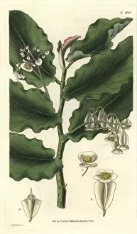 Begonia Gallery: Begonia undulata, waved-leaved begonia with