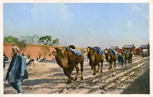Bactrian Prints: Beijing, China - Bactrian Camel Train