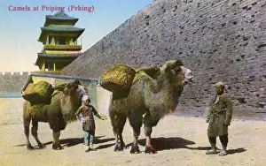 Transporting Prints: Beijing, China - Bactrian Camels by the City Walls