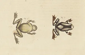 Dorsal Prints: Beireis treefrog, Dendropsophus leucophyllatus