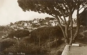 Forests Prints: Beit Mery, Mount Lebanon