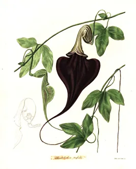 Santiago Gallery: Bejuco de Santiago, Aristolochia trilobata
