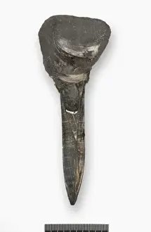 Cross Section Prints: Belemnite longitudinal section to show phragmocone