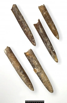 Campanian Collection: Belemnitella minor, belemnites