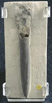 Squid Prints: Belemnitella mucronata, belemnite
