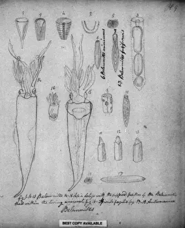 Belemnites