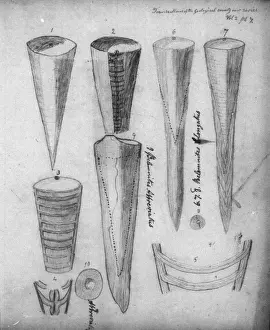 Anning Prints: Belemnites