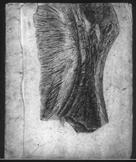 Belemnites