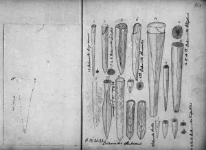 Belemnites