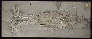 Mesozoic Collection: Belemnotheutis antiquus, squid