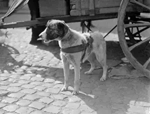 Belgian Dog Pulling Cart