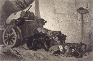 Exhausted Prints: Belgian Dogs Resting