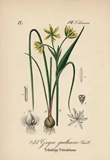 Bulb Prints: Belgian gagea, Gagea spathacea