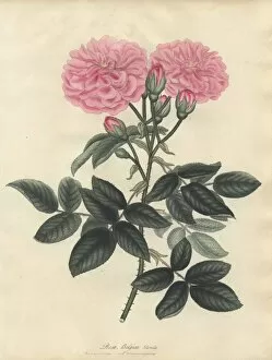 Amonographonthegenusrosa Collection: Belgian rose, Rosa Belgica blanda