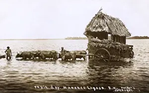 Transporting Prints: Belize - Manatee Lagoon - Fruit Day