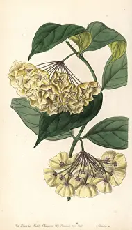 Bell-flowered hoya, Hoya campanulata