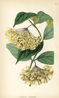Bell-flowered physostelma, Physostelma campanulatum