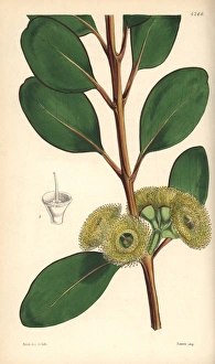 Bell-fruited mallee or Dr Preiss eucalyptus