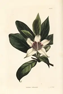 Capensis Prints: Bell gardenia, Rothmannia capensis