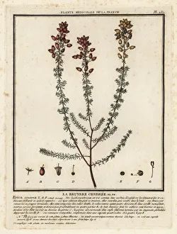 Bell heather, Erica cinerea