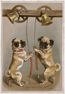 Bell ringing pug dogs Bell ringing pug dogs
