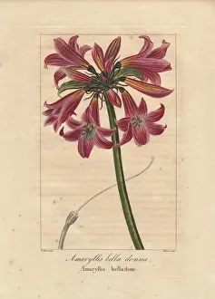 Stipple Prints: Belladonna lily or naked lady, Amaryllis belladonna