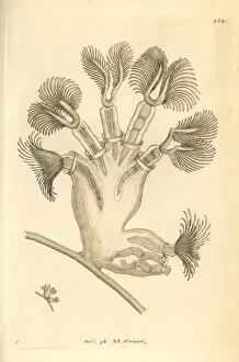 Moss Prints: Bellflower animal or crystal moss animal, Lophopus