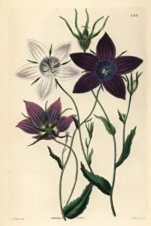 Campanula Prints: Bellflower, Campanula lusitanica