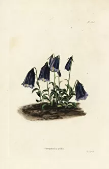 Loddiges Collection: Bellflower, Campanula pulla