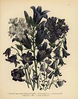 Ukraine Gallery: Bellflower or Campanula species
