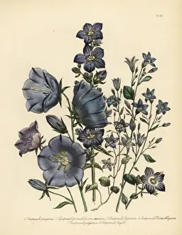 Bellflower or Campanula species