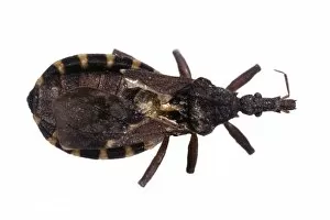 Belminus sp. triatomine bug