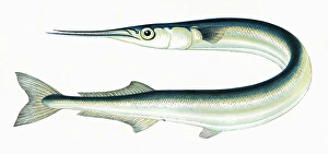 Needle Gallery: Belone belone, or Garfish