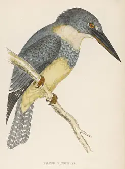 Belted Kingfisher