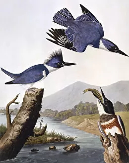 Belted Collection: Belted Kingfisher, by John James Audubon