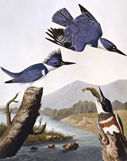 Belted Kingfisher