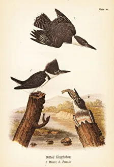 Belted Prints: Belted kingfisher, Megaceryle alcyon